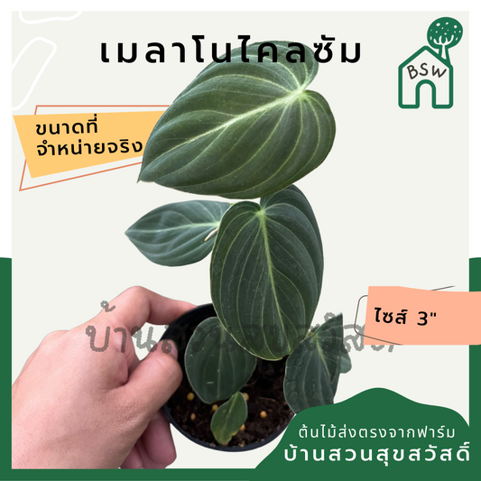 เมลาโนไครซัม (Philodendron Melanochrysum) ไม้ใบกำมะหยี่ในกระถาง 3 นิ้ว