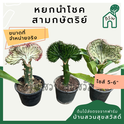 หยกสามกษัตริย์ กระถาง 6 นิ้ว เป็นไม้แดด ทนแล้งได้ดี