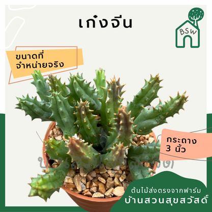 แคคตัสเก๋งจีน (Huernia) กระบองเพชรในกระถางพร้อมตั้ง