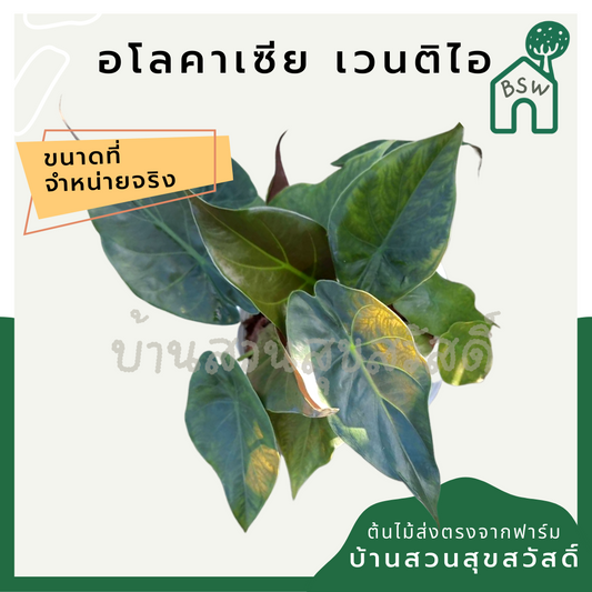 อโลคาเซียเวนติไอ (Alocasia Wentii) ไม้ใบสวยในกระถาง 8 นิ้ว