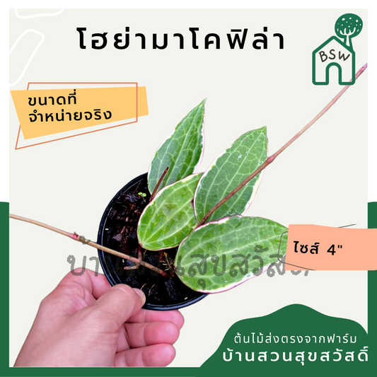 โฮย่า มาโครฟิลล่า มาในกระถางพร้อมตั้ง ไม้รำไรออกดอกสวย ออกดอกเก่ง