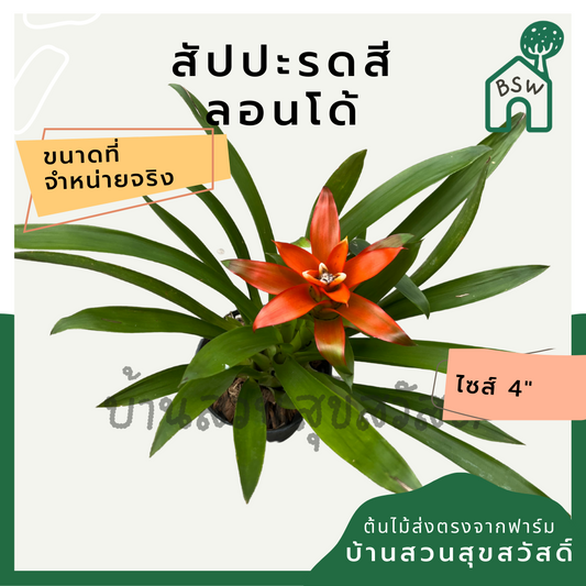 ต้นสัปปะรดสี สัปปะรดดอก มาในกระถาง 4 นิ้ว พร้อมตั้ง