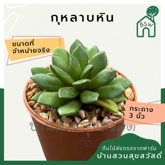 แคคตัสกุหลาบหิน (Echeveria) กระบองเพชรในกระถางพร้อมตั้ง