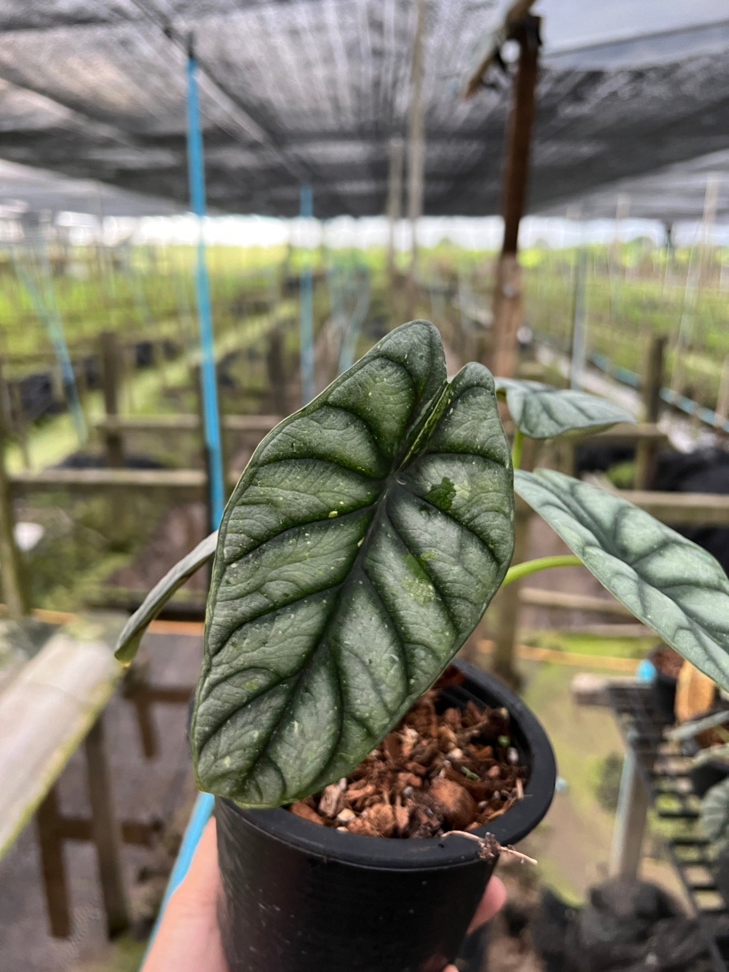 Alocasia variegated Alocasia Silver Dragon Black Velvet Dragon Scale ต้นอโลคาเซียด่าง