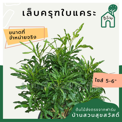 เล็บครุฑใบแคระ (Polyscias Balfouriana) ไม้ใบสวยในกระถางพร้อมตั้ง