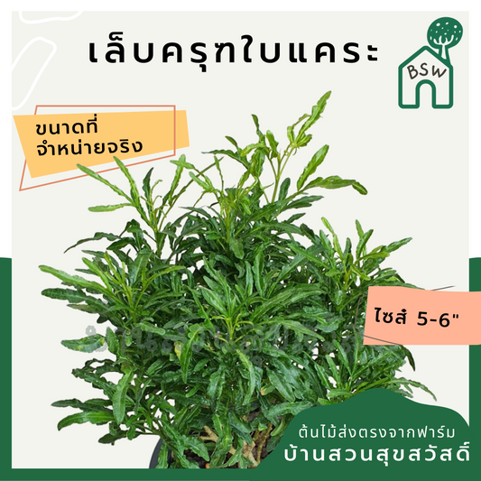 เล็บครุฑใบแคระ (Polyscias Balfouriana) ไม้ใบสวยในกระถางพร้อมตั้ง