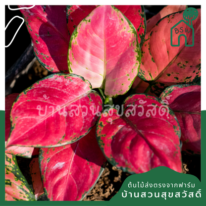 กระถางต้นไม้ - ซุปเปอร์เร้ด