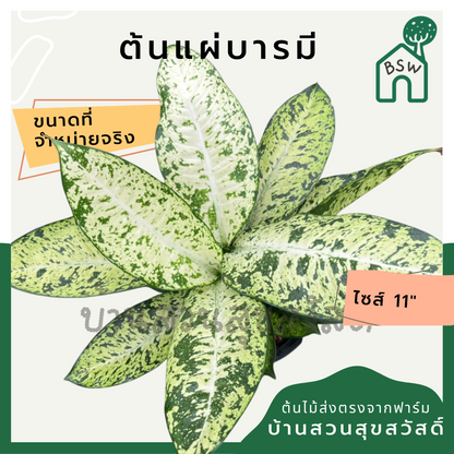 แผ่บารมี (Polyscias Fruticosa) ไม้มงคลในกระถาง 11 นิ้ว