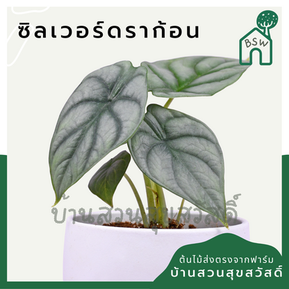 อโลคาเซีย ซิลเวอร์ดราก้อน (Alocasia Silver Dragon) ต้นแม่พร้อมออกไข่ในกระถาง 5-6 นิ้ว