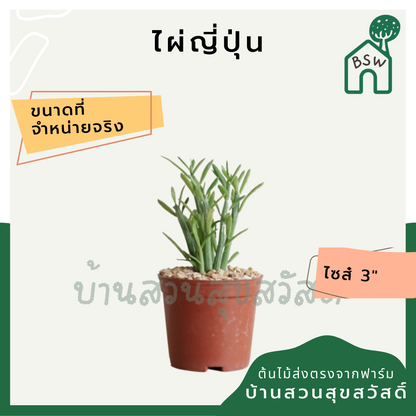 แคคตัสไผ่ญี่ปุ่น (Hylocereus Undatus) กระบองเพชรในกระถางพร้อมตั้ง