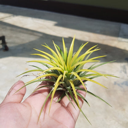 ทิลแลนเซีย มีหลายแบบ มีราคาส่ง คละได้นะคะ