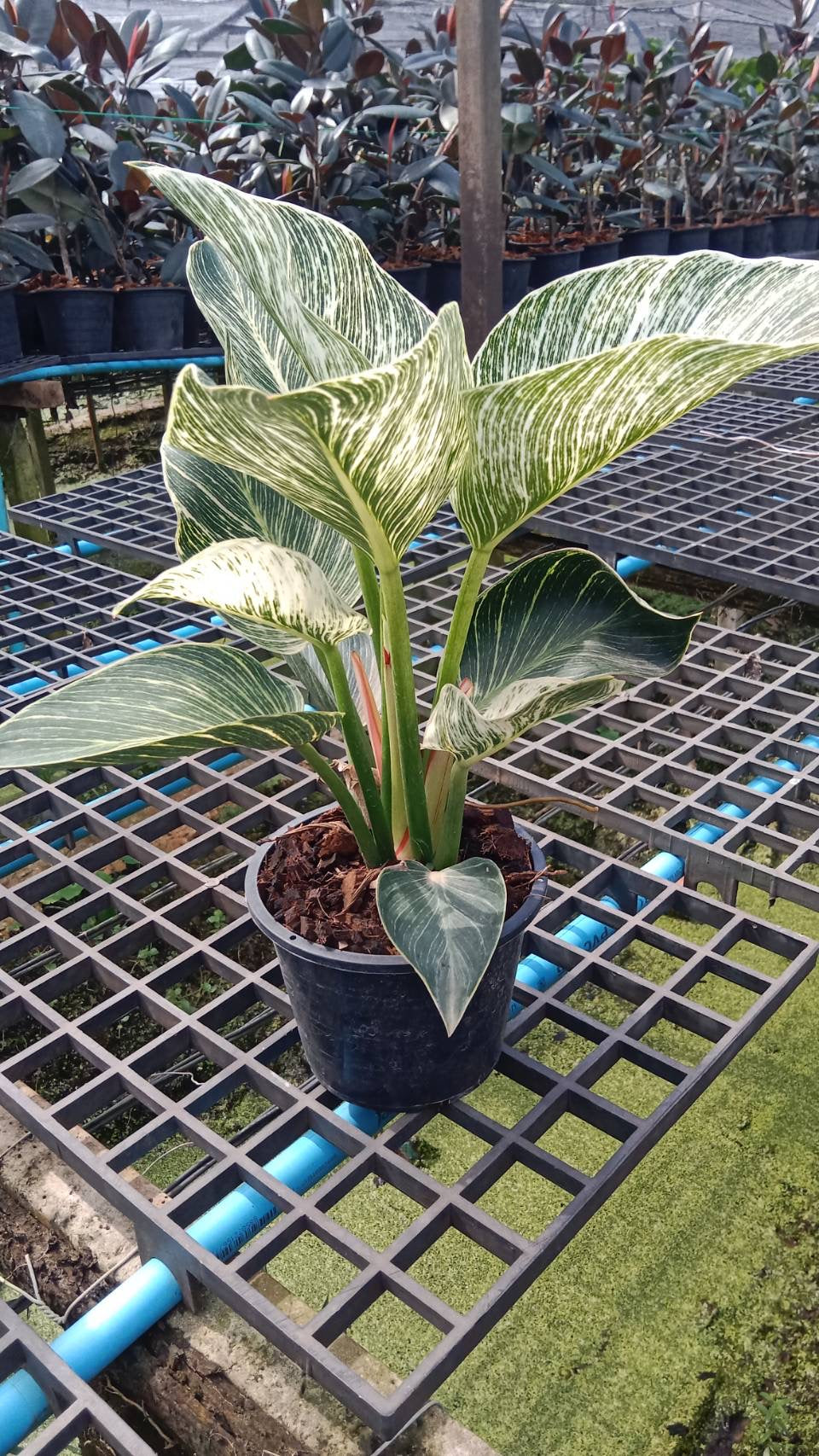 เบอร์กิ้น ฟิโลเดนดรอน เบอร์กิ้น มาในกระถางพร้อมตั้ง philodendron birkin