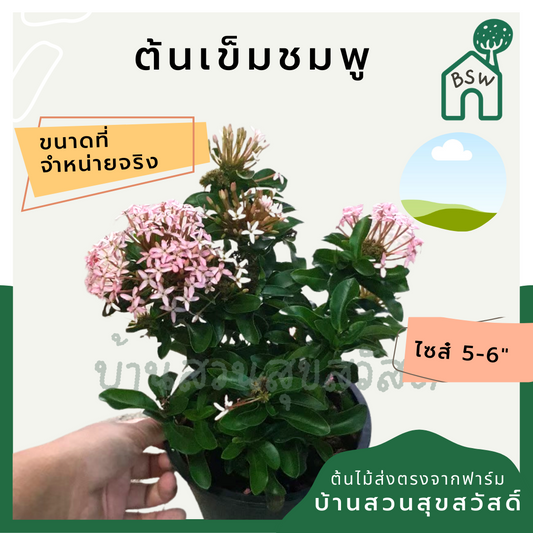 เข็ม (Ixora) ไม้ดอกสีสดในกระถางพร้อมตั้ง