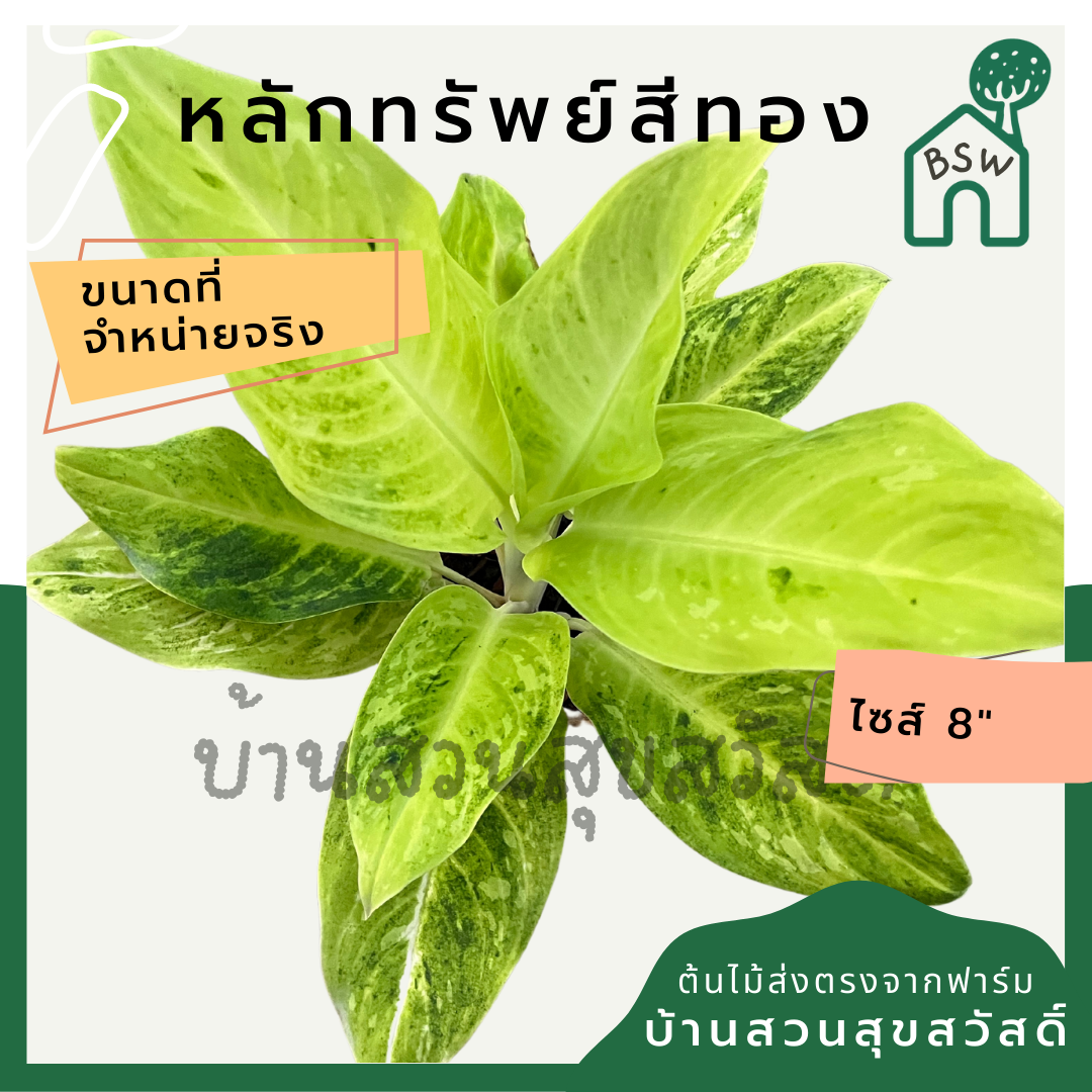 หลักทรัพย์สีทอง | Lak Sap Si Thong | ไม้มงคลเสริมทรัพย์ ต้นไม้ใบด่าง กระถาง 8 นิ้ว