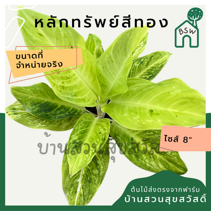 หลักทรัพย์สีทอง | Lak Sap Si Thong | ไม้มงคลเสริมทรัพย์ ต้นไม้ใบด่าง กระถาง 8 นิ้ว