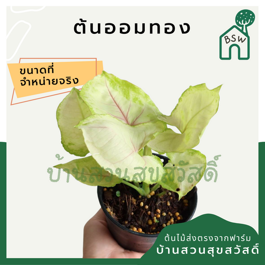 ออมทอง (Syngonium 'Aom Thong') ไม้ใบสวยในกระถางพร้อมตั้ง