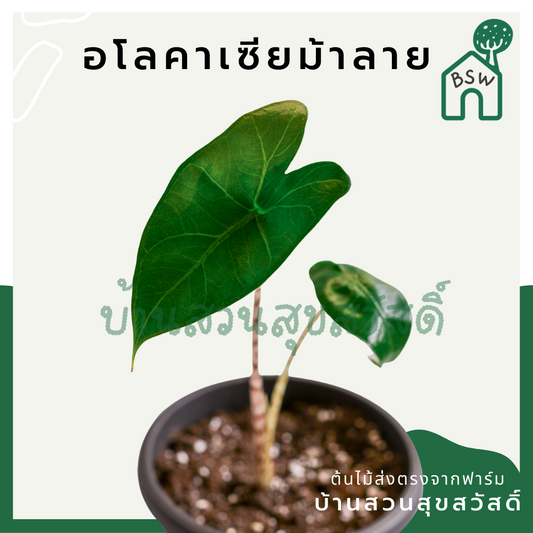 อโลคาเซียม้าลาย (Alocasia Zebrina) ไม้ใบสวยในกระถาง 5 นิ้ว