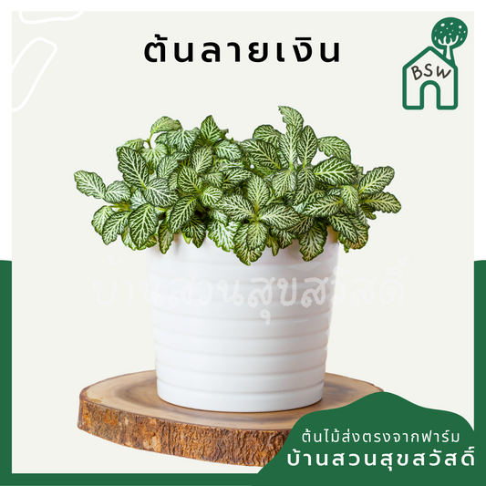 ลายเงิน (Callisia Repens) ไม้มงคลในกระถางพร้อมตั้ง