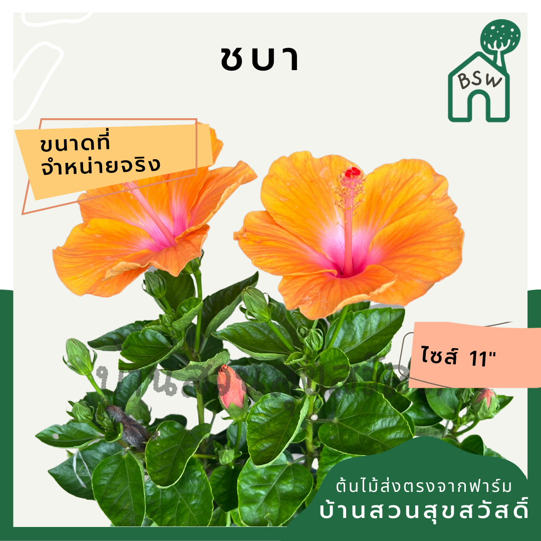 ต้นชบาดอกส้ม | Hibiscus สีส้มสดใส | ไม้ประดับจัดสวน | พร้อมกระถาง 11 นิ้ว