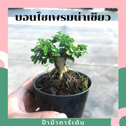 บอนไซ พร้อมกระถาง 3นิ้ว มีหลายสายพันธุ์