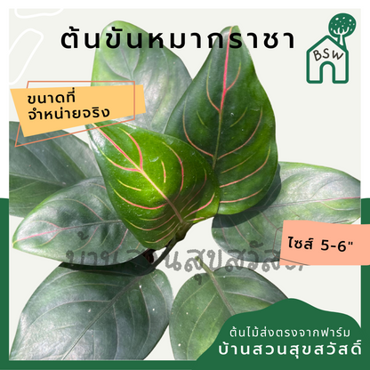 ต้นขันหมากราชา อโกลนีมาเส้นใบสีสวย