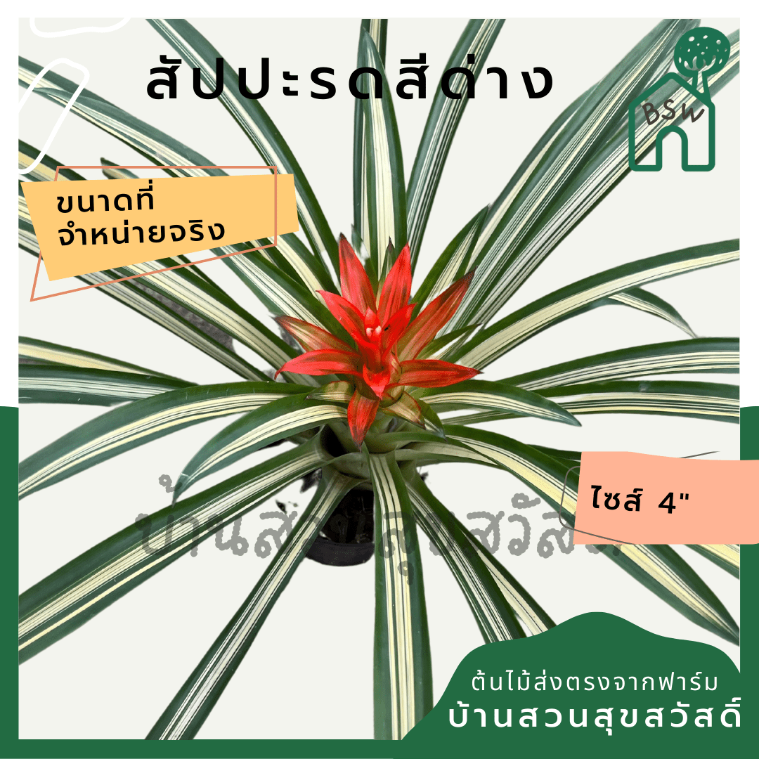สับปะรดสีด่าง (Bromeliad Variegata) ไม้ประดับใบสวยในกระถาง 4 นิ้ว - Pamathegardener