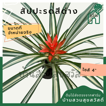 สับปะรดสีด่าง (Bromeliad Variegata) ไม้ประดับใบสวยในกระถาง 4 นิ้ว - Pamathegardener