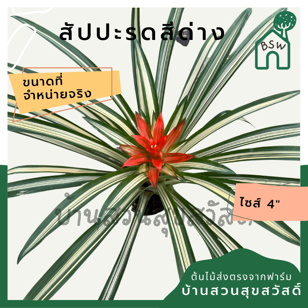 สับปะรดสีด่าง (Bromeliad Variegata) ไม้ประดับใบสวยในกระถาง 4 นิ้ว - Pamathegardener