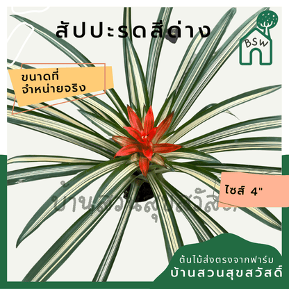 สับปะรดสีด่าง (Bromeliad Variegata) ไม้ประดับใบสวยในกระถาง 4 นิ้ว - Pamathegardener