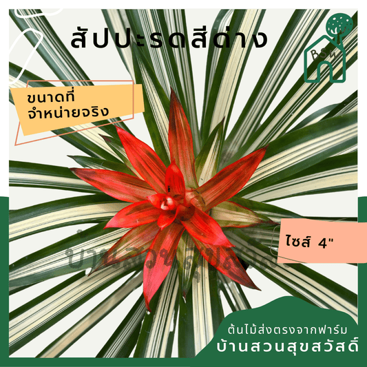 สับปะรดสีด่าง (Bromeliad Variegata) ไม้ประดับใบสวยในกระถาง 4 นิ้ว - Pamathegardener