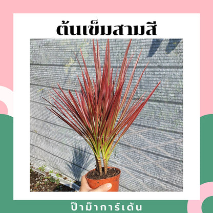 ต้นเข็มสามสี 3 ต้น