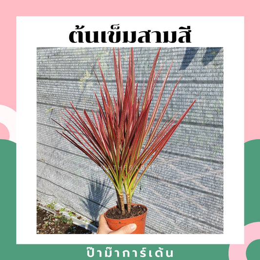 ต้นเข็มสามสี 3 ต้น