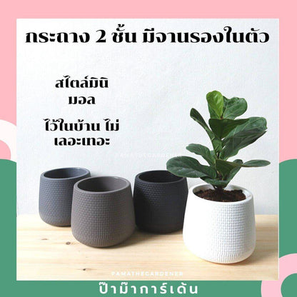 [ssp] เบลล่า 9 นิ้ว