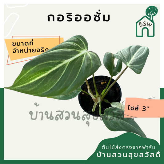กลอริโอซัม (Philodendron Gloriosum) ไม้ใบกำมะหยี่ในกระถาง 3 นิ้ว