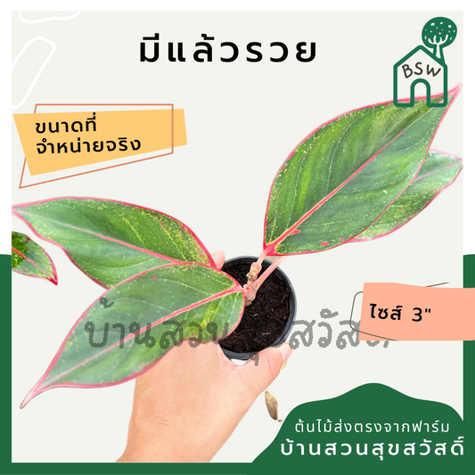 มีแล้วรวย ในกระถาง 3 นิ้ว ต้นไม้มงคล มาในกระถางพร้อมตั้ง