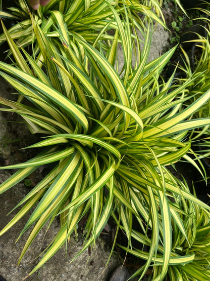 เตยด่าง (Pandanus Veitchii) ไม้ใบสวยในกระถางพร้อมตั้ง