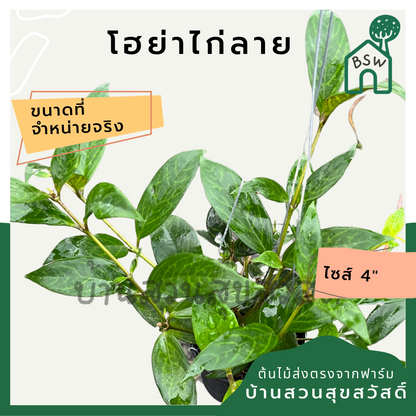 โฮย่าไก่ลาย โฮย่า ไก่ลาย มาในกระถางพร้อมตั้ง ไม้รำไรออกดอกสวย ออกดอกเก่ง