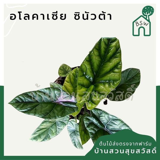อโลคาเซียซินัวต้า (Alocasia Sinuata) ไม้ใบสวยในกระถาง 5 นิ้ว