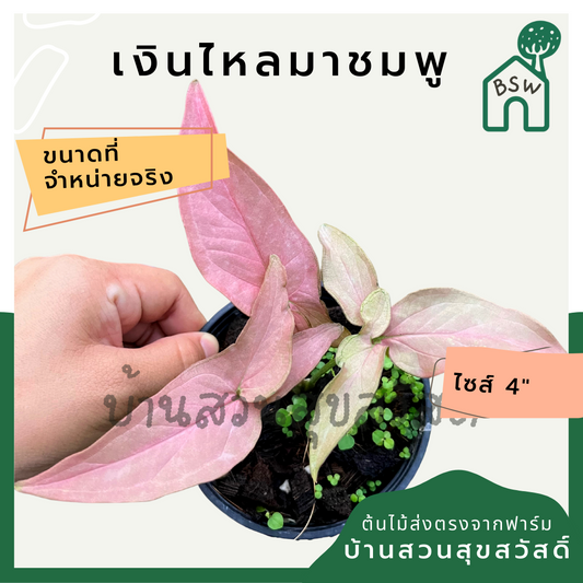 เงินไหลมาชมพู (Syngonium Podophyllum 'Pink Allusion') ไม้มงคลในกระถาง 4 นิ้ว