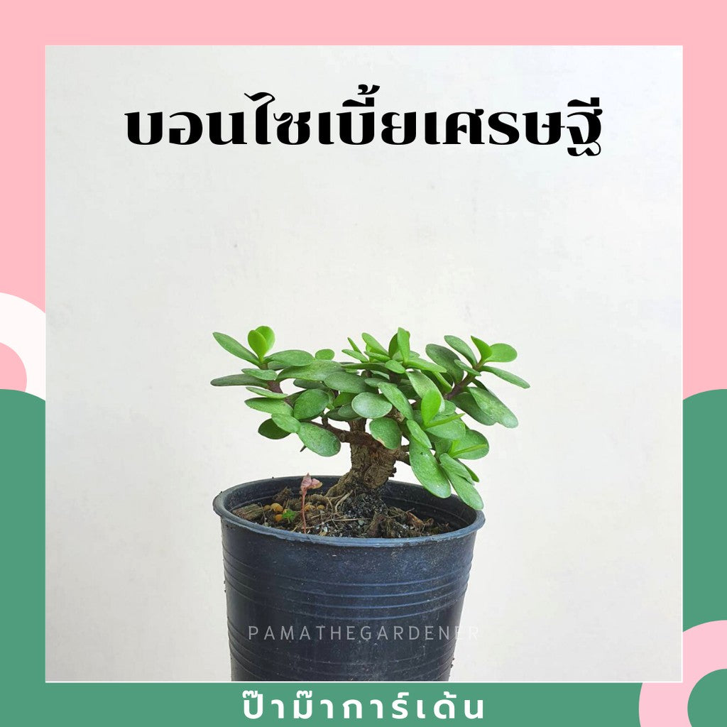 บอนไซ พร้อมกระถาง 3นิ้ว มีหลายสายพันธุ์