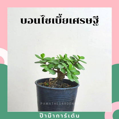 บอนไซ พร้อมกระถาง 3นิ้ว มีหลายสายพันธุ์