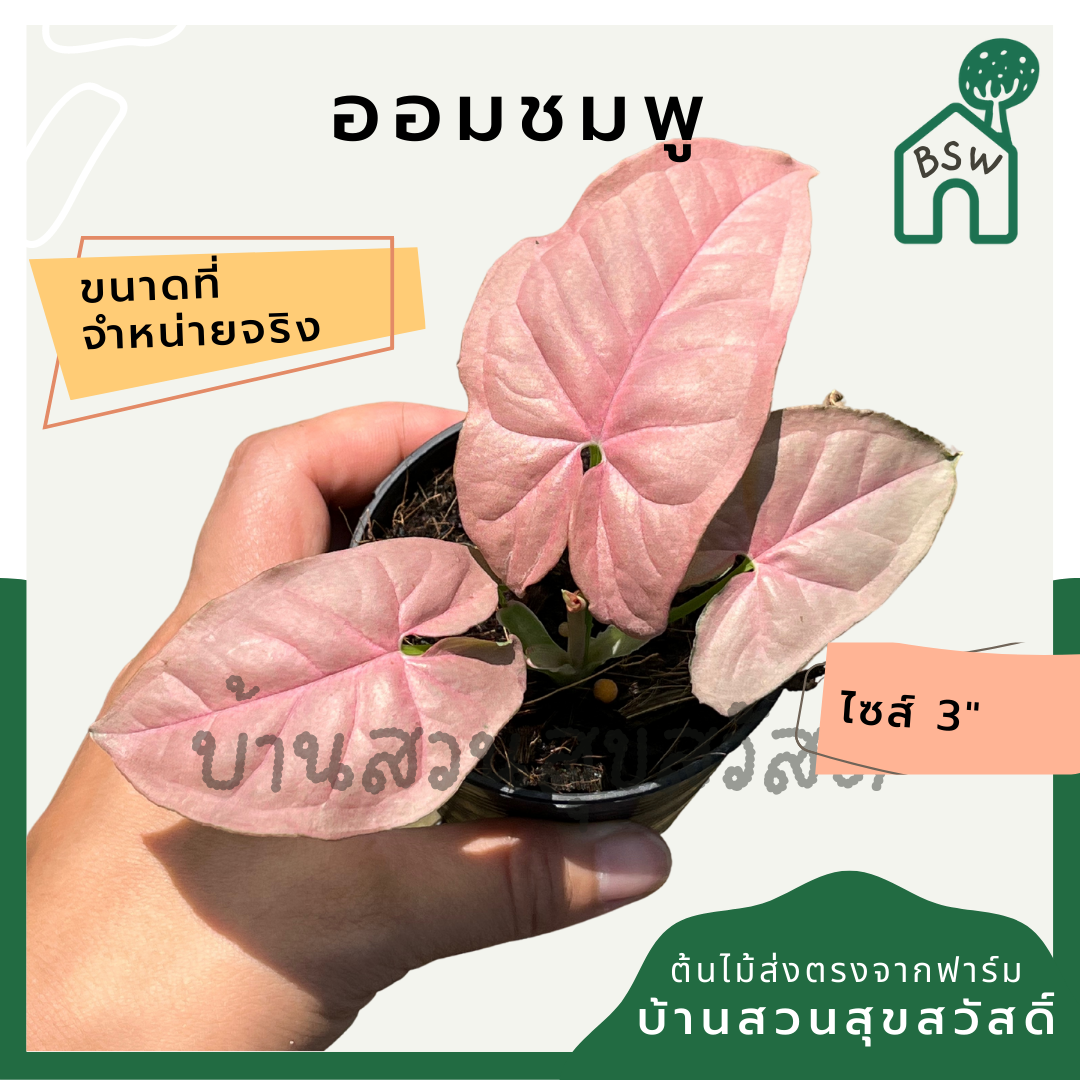 ต้นออมชมพู PINK SYNGONIUM กระถาง 3 นิ้ว