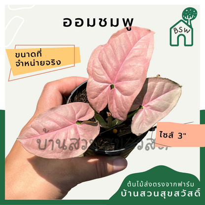 ต้นออมชมพู PINK SYNGONIUM กระถาง 3 นิ้ว
