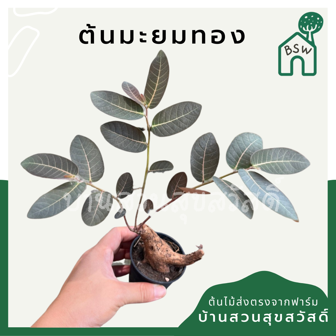 ต้นมะยมเงิน มะยมทอง กระถาง 3 นิ้ว