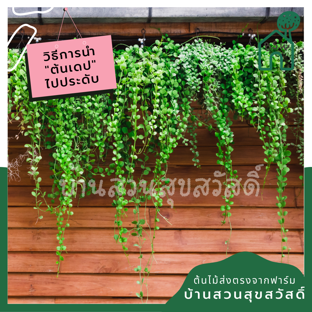 ต้นเดป กระถาง 4 นิ้ว พร้อมลวดแขวน เป็นชุด 10 ต้น