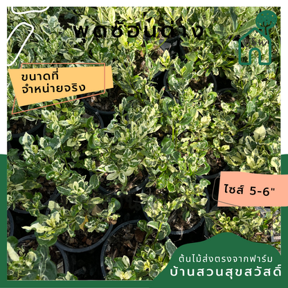พุดซ้อนด่าง กระถาง 5-6 นิ้ว ต้นพุดซ้อนด่าง เป็นไม้แดด ใบสีด่างสวย
