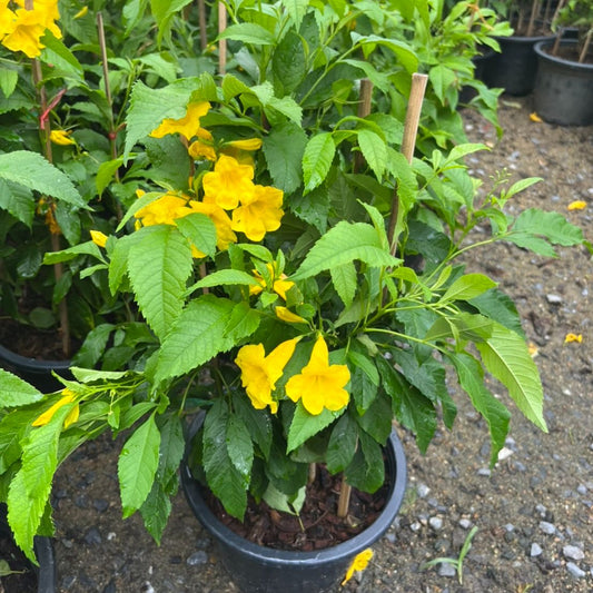 ทองอุไร (Tecoma Stans) ไม้ดอกออกแดดในกระถาง 8 นิ้ว