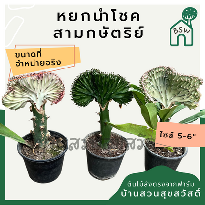 หยกสามกษัตริย์ กระถาง 6 นิ้ว เป็นไม้แดด ทนแล้งได้ดี