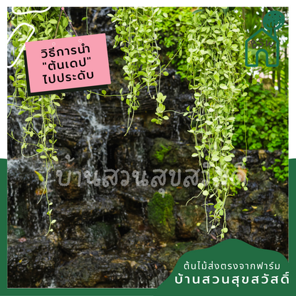 ต้นเดป กระถาง 4 นิ้ว พร้อมลวดแขวน เป็นชุด 10 ต้น