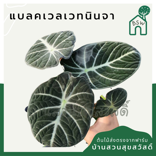 อโลคาเซีย แบลคเวลเวท นินจา (Alocasia Reginula) ใบกำมะหยี่ในกระถาง 5-6 นิ้ว